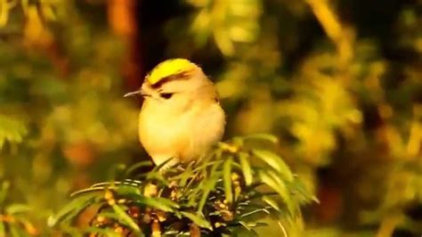 Goldcrest: Bir Şarkı Söyleyen Dev Yeşil Ejderha ve Kendi Kendini Keşfeden Bir Genç!